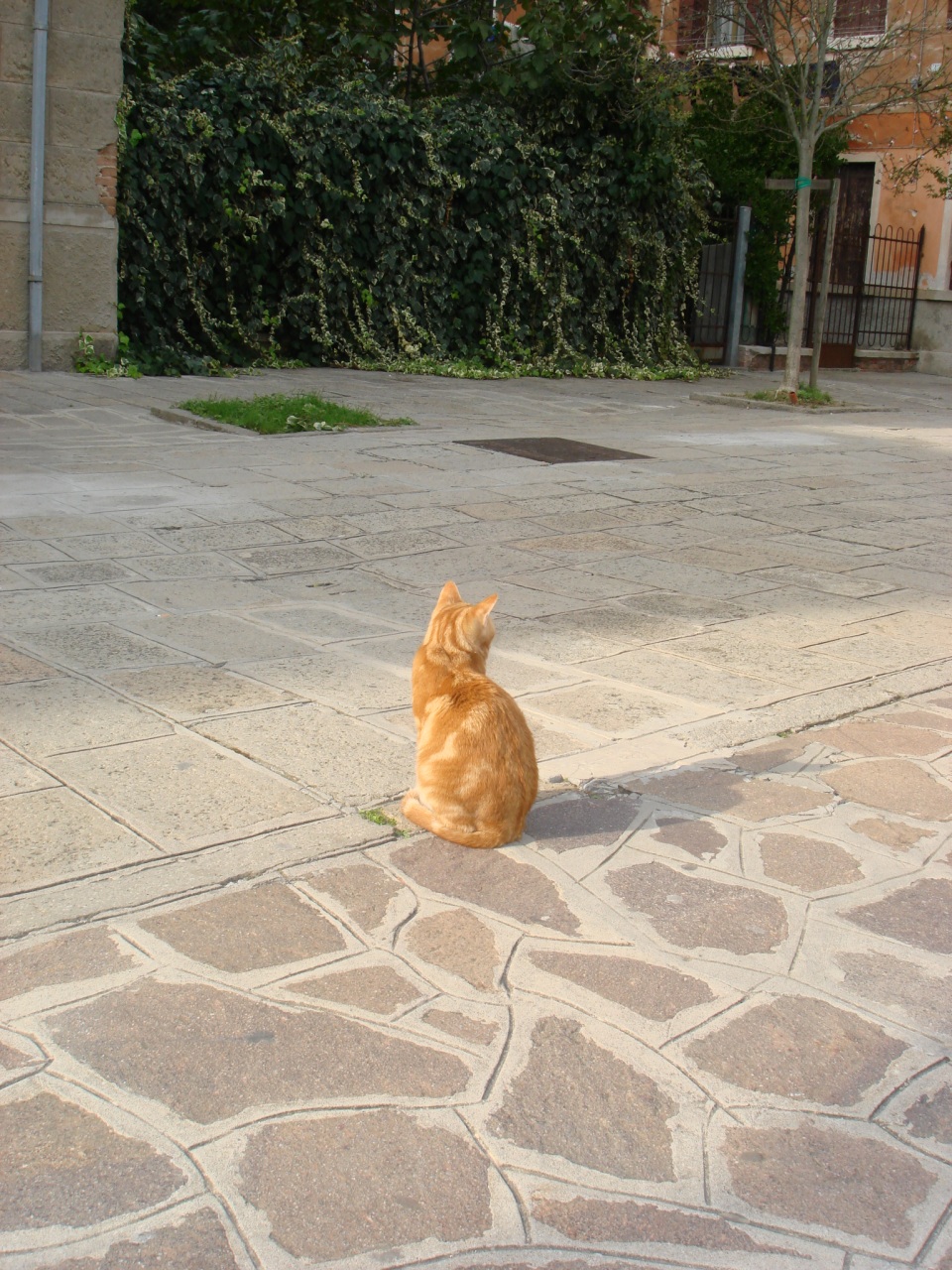 cannareggio cat  (1)